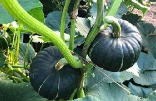 吃瓜网红比大小,谁才是真正的“瓜王”？